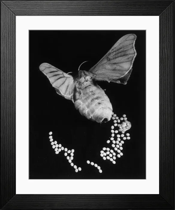 Framed Print : A Silk Moth Framed Print : A Silk Moth