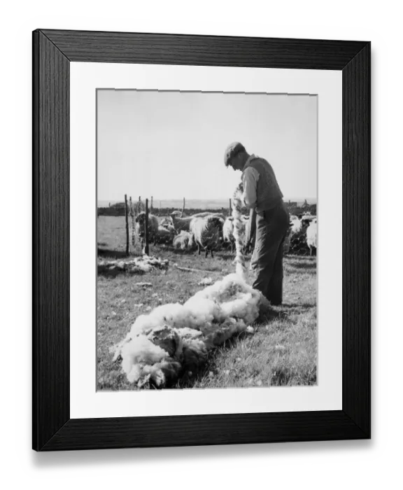 Framed Print : Shearing, Northants Framed Print : Shearing, Northants