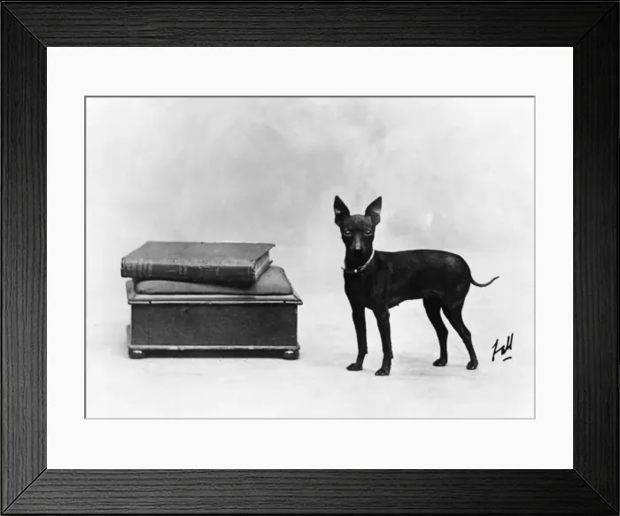 Framed Print : Fall / English Toy Terrier Framed Print : Fall / English Toy Terrier