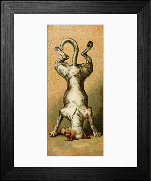 Framed Print : Mother Hubbard / On Head Framed Print : Mother Hubbard / On Head