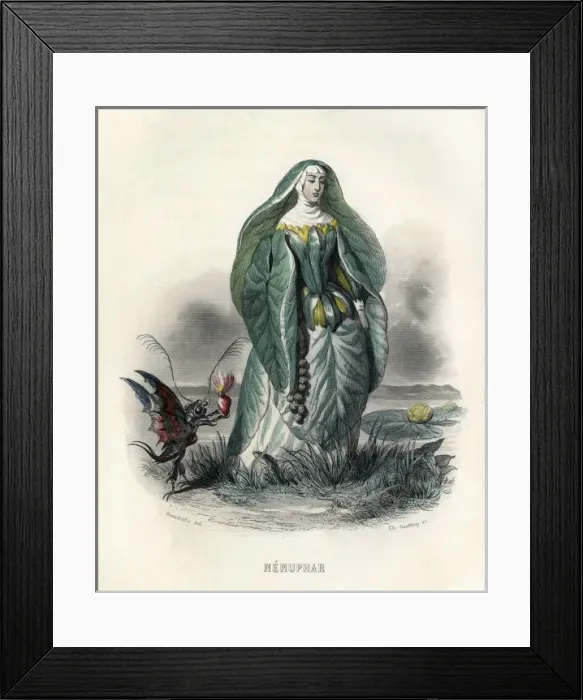 Framed Print : Nenuphar (Water Lily) Framed Print : Nenuphar (Water Lily)