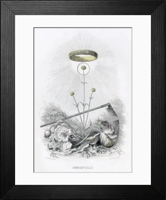 Framed Print : Grandville Immortelle Framed Print : Grandville Immortelle