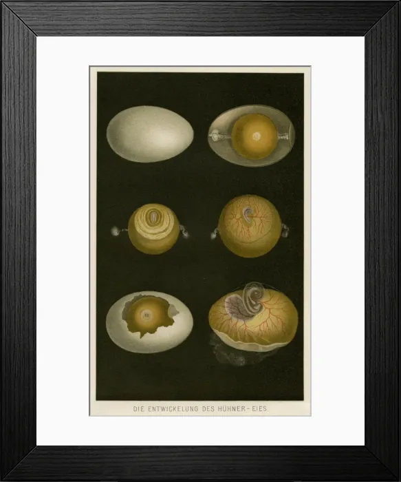 Framed Print : How an egg grows Framed Print : How an egg grows