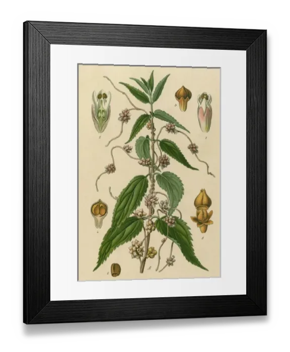 Framed Print : Plants / Cuscuta Major Framed Print : Plants / Cuscuta Major