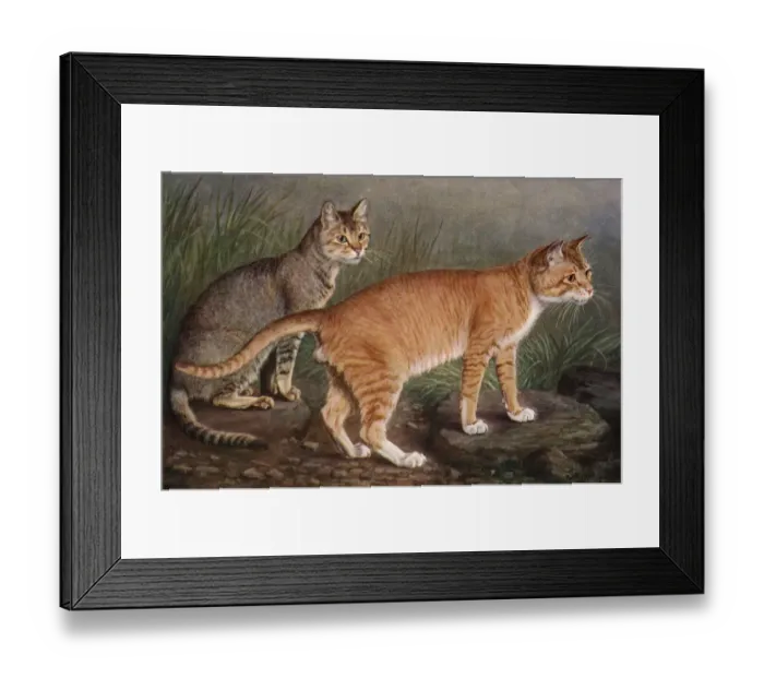 Framed Print : Abyssinian and Indian Framed Print : Abyssinian and Indian