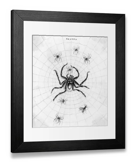 Framed Print : Barbary Spider Framed Print : Barbary Spider