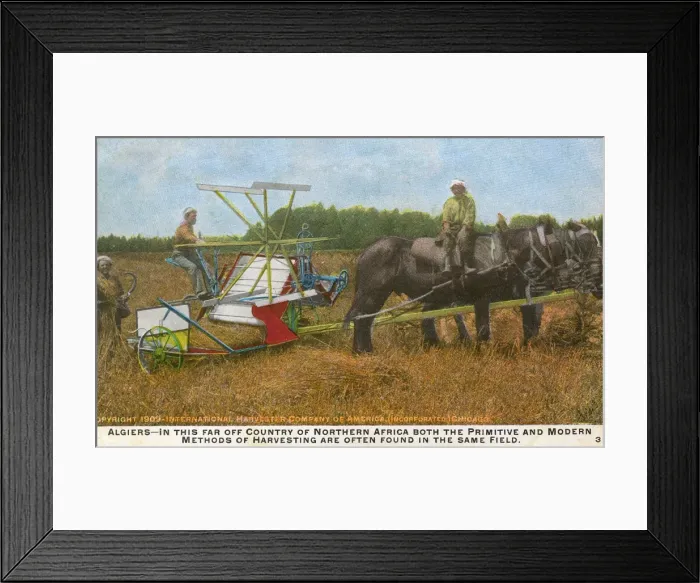 Framed Print : Harvesting in Algeria Framed Print : Harvesting in Algeria