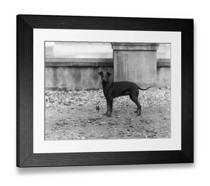 Framed Print : Fall / English Toy Terrier Framed Print : Fall / English Toy Terrier