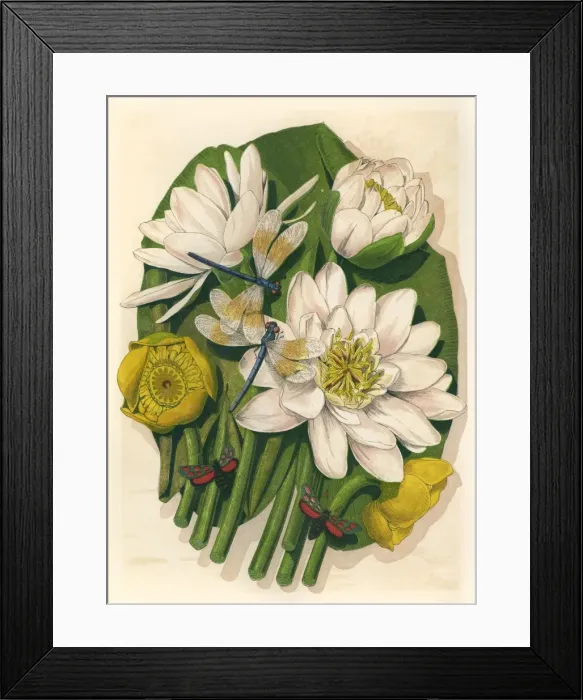Framed Print : Plants  /  Nymphaea Sp