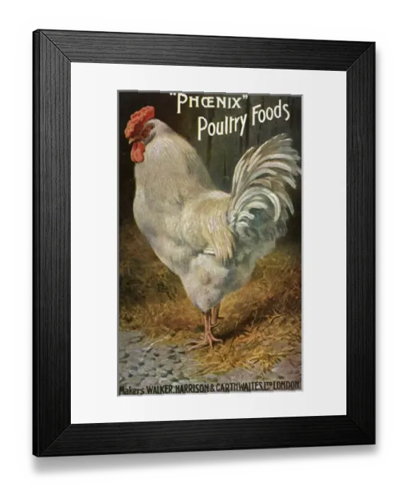 Framed Print : Well-Fed Cock Framed Print : Well-Fed Cock