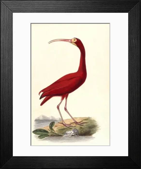 Framed Print : Birds  /  Red Ibis