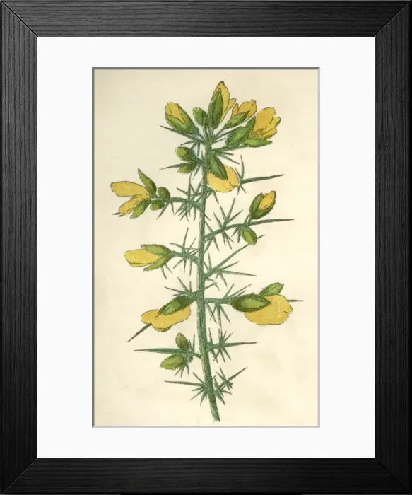 Framed Print : Plants / Ulex Europaeus Framed Print : Plants / Ulex Europaeus