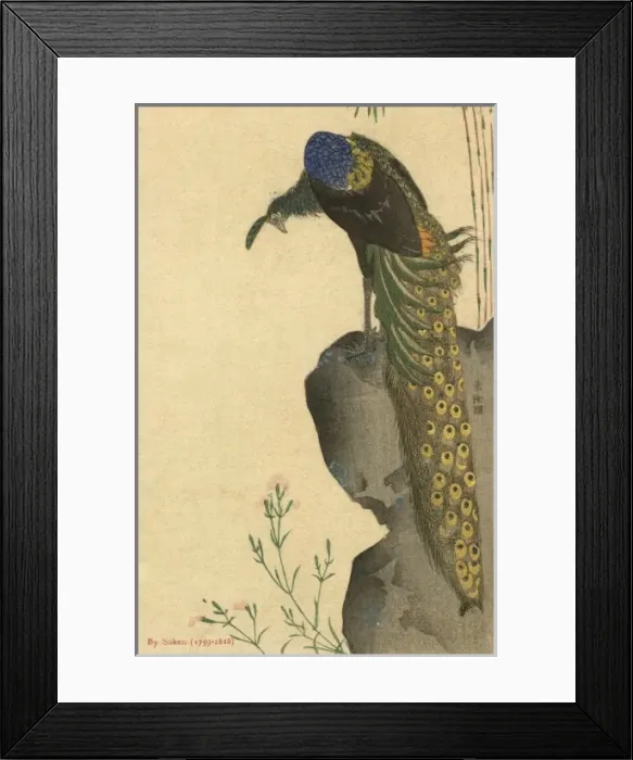 Framed Print : Peacock Trailing Framed Print : Peacock Trailing