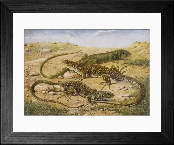Framed Print : Green & Ocellated Lizard Framed Print : Green & Ocellated Lizard