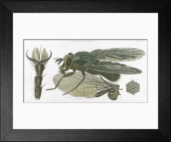Framed Print : BLUEBOTTLE Framed Print : BLUEBOTTLE
