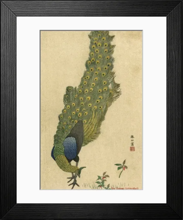 Framed Print : Peacock Trailing Framed Print : Peacock Trailing