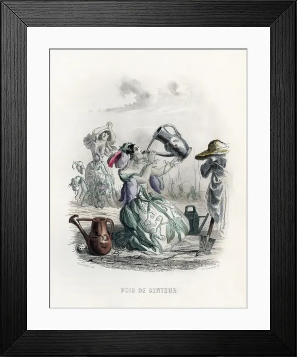 Framed Print : Grandville Sweet Pea Framed Print : Grandville Sweet Pea