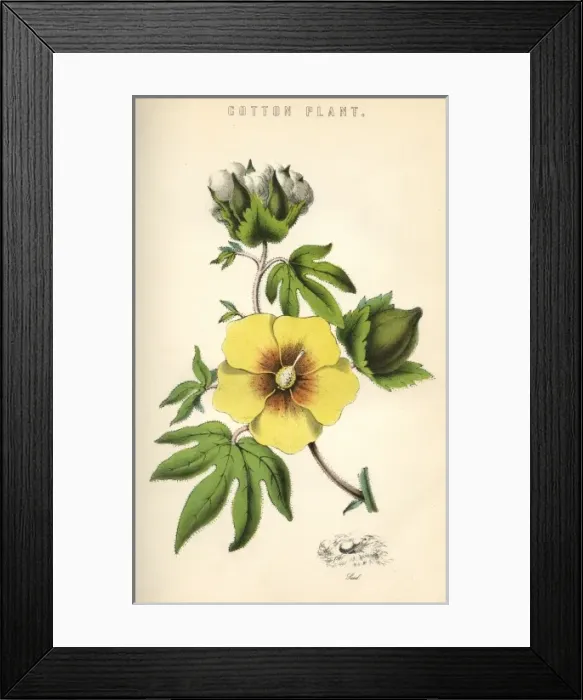 Framed Print : Gossypium (Cotton) Framed Print : Gossypium (Cotton)