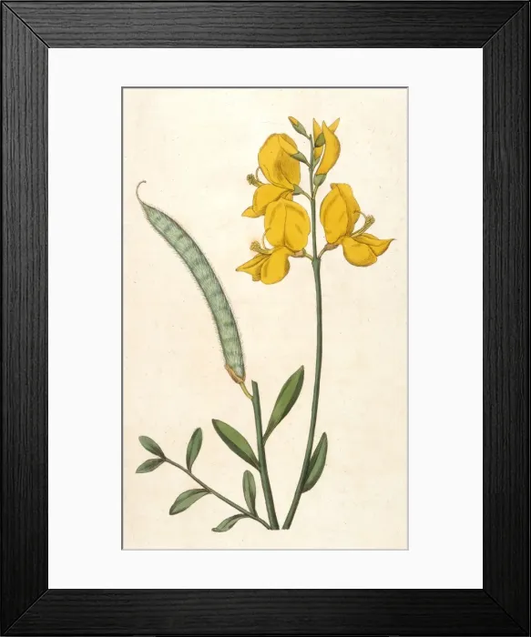 Framed Print : Broom / Curtis Framed Print : Broom / Curtis