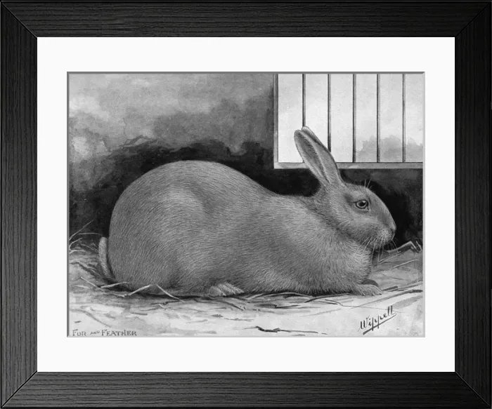 Framed Print : Blue Beveren Rabbit Framed Print : Blue Beveren Rabbit
