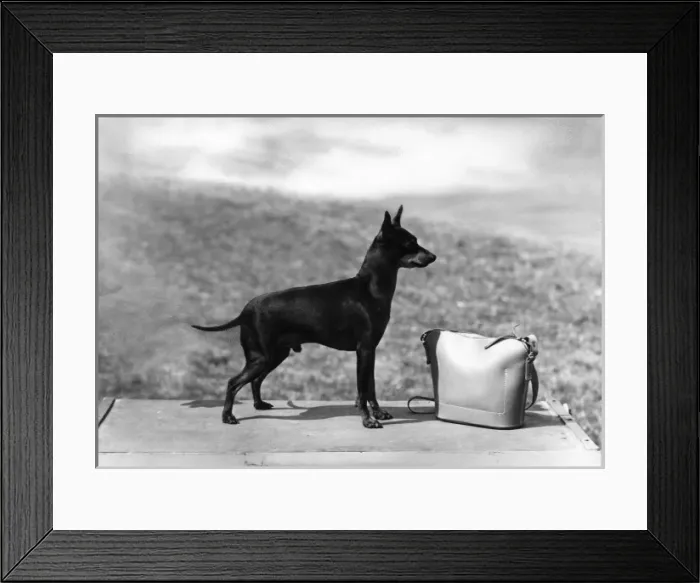Framed Print : Fall / English Toy Terrier Framed Print : Fall / English Toy Terrier