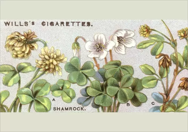 Plants  /  Shamrock