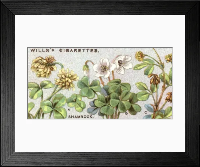 Framed Print : Plants / Shamrock Framed Print : Plants / Shamrock