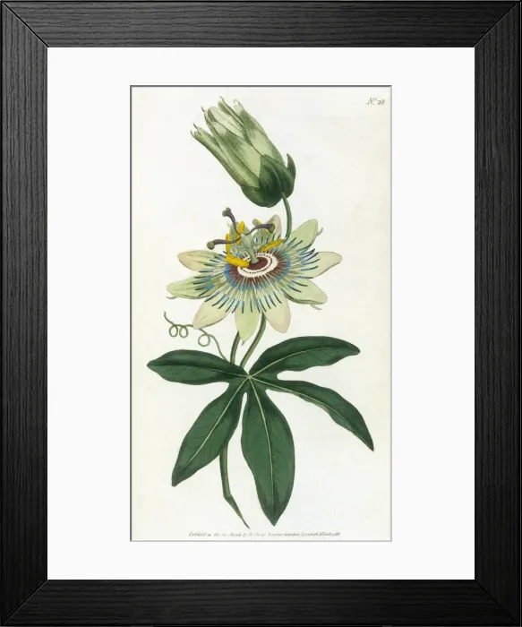Framed Print : Passiflora Caerulea Framed Print : Passiflora Caerulea