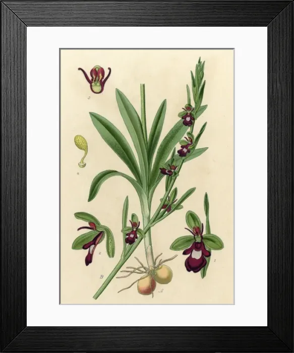 Framed Print : Plants / Ophrys Muscifera Framed Print : Plants / Ophrys Muscifera