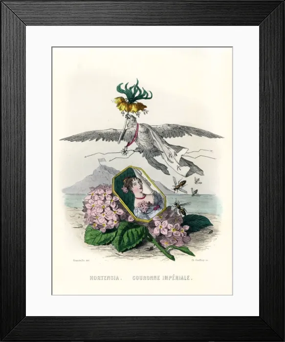 Framed Print : Grandville Hortensia Framed Print : Grandville Hortensia