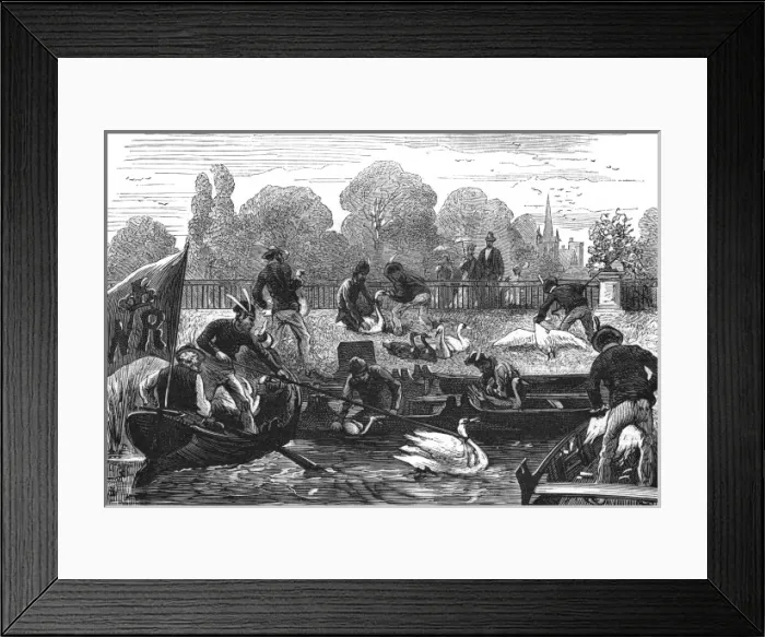 Framed Print : Swan Upping - 3 Framed Print : Swan Upping - 3
