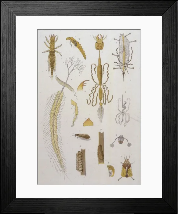 Framed Print : ALDER FLY. The ALDER or MAY FLY (SIALIS LUTARIA) 11 is the male 14 is the female Framed Print : ALDER FLY. The ALDER or MAY FLY (SIALIS LUTARIA) 11 is the male 14 is the female
