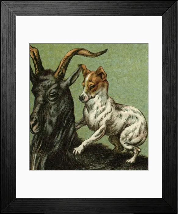 Framed Print : Mother Hubbard / Goat Framed Print : Mother Hubbard / Goat