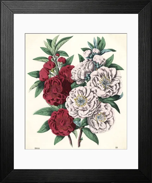 Framed Print : Plants / Prunus Persica Framed Print : Plants / Prunus Persica