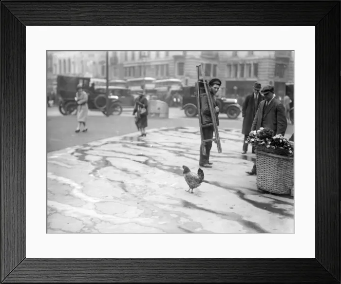 Framed Print : Urban Chicken Framed Print : Urban Chicken