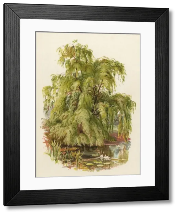 Framed Print : Weeping Willow C1890 Framed Print : Weeping Willow C1890