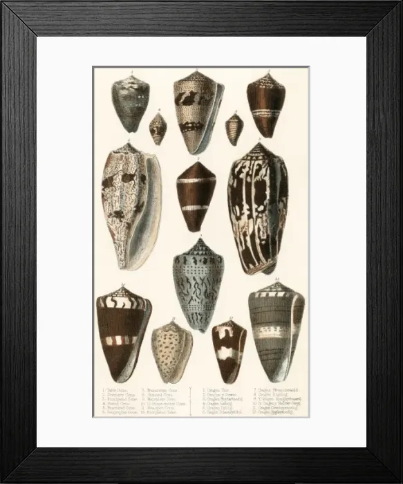 Framed Print : Various Shells (Cones) Framed Print : Various Shells (Cones)
