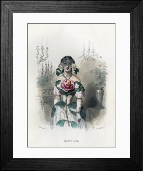 Framed Print : Grandville Camellia 1847 Framed Print : Grandville Camellia 1847