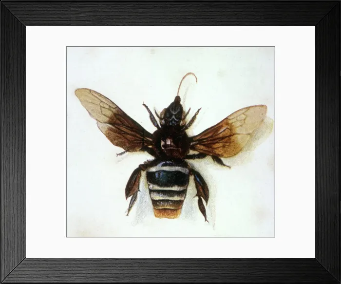 Framed Print : Japanese Analophus Framed Print : Japanese Analophus