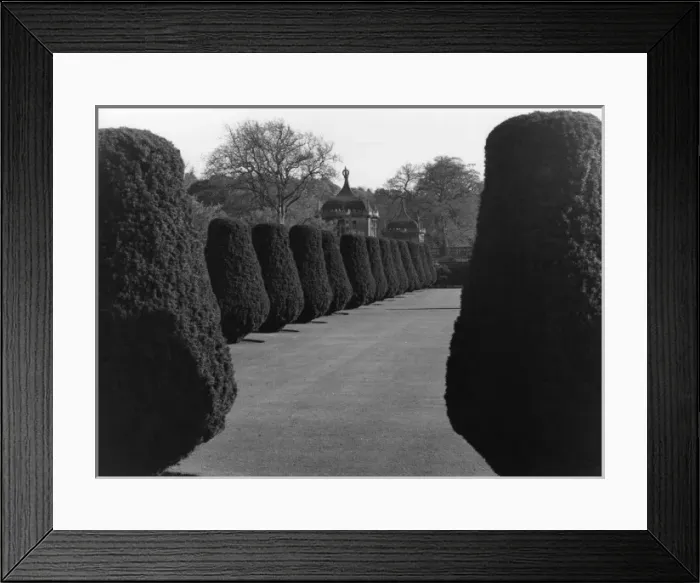 Framed Print : Symmetrical Topiary Framed Print : Symmetrical Topiary