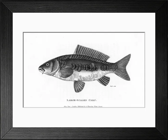 Framed Print : Large-Scaled Carp Framed Print : Large-Scaled Carp