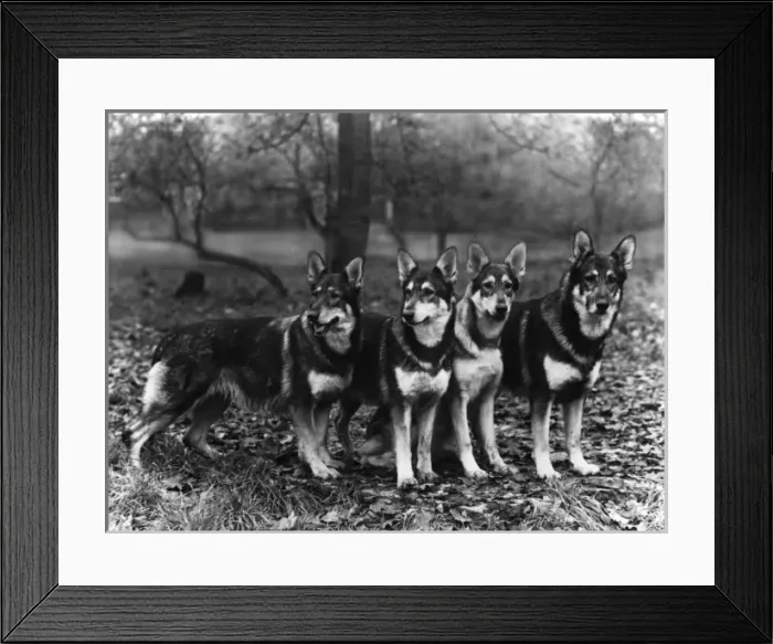 Framed Print : German Shepherd Dogs, by Fall Framed Print : German Shepherd Dogs, by Fall