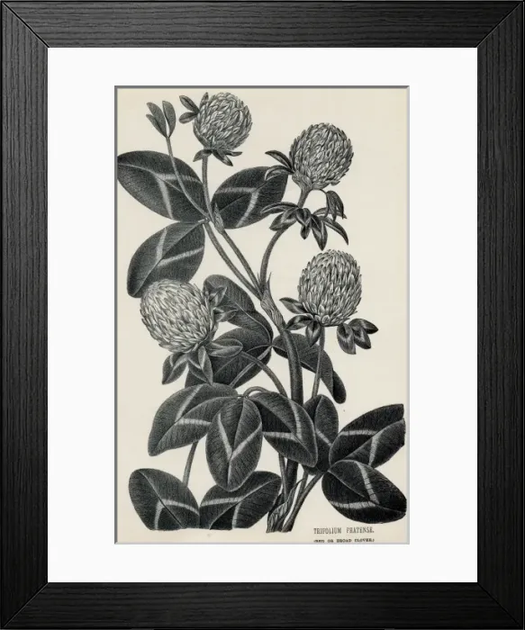 Framed Print : Trifolium Pratense Framed Print : Trifolium Pratense