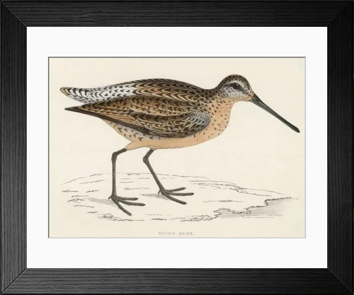 Framed Print : Common Snipe (Morris) Framed Print : Common Snipe (Morris)
