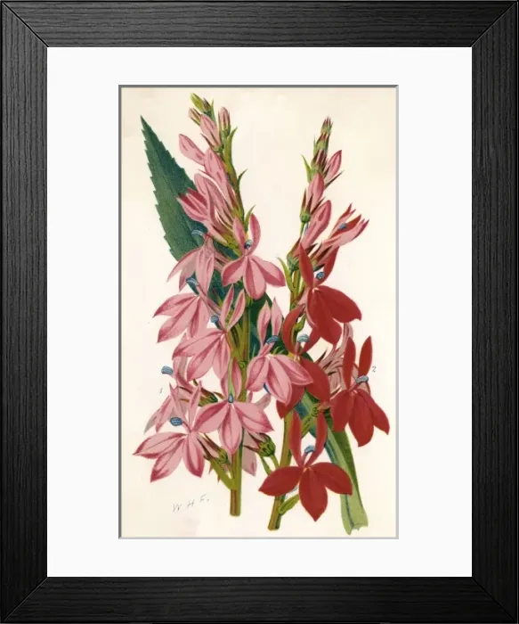Framed Print : Plants / Lobelia Framed Print : Plants / Lobelia