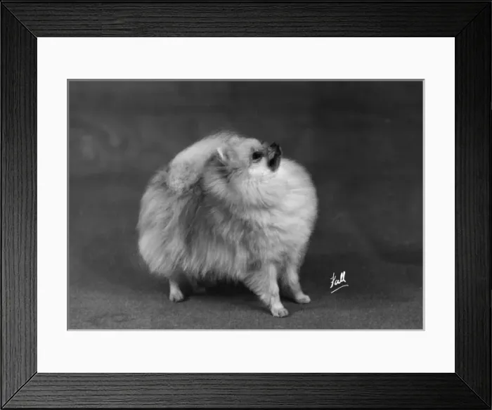 Framed Print : Fall / Pomeranian / 1948 Framed Print : Fall / Pomeranian / 1948