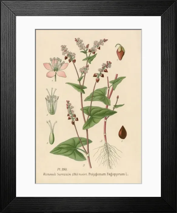 Framed Print : Polygonum Fagopyrum Framed Print : Polygonum Fagopyrum