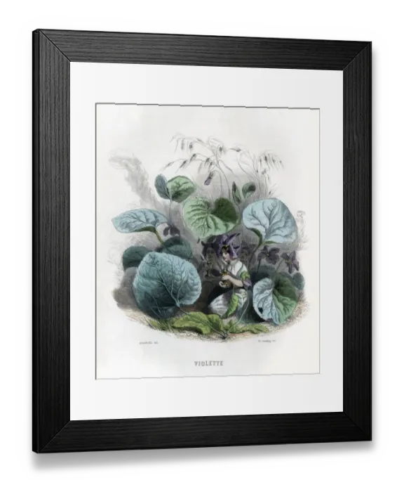 Framed Print : Grandville Violet 1847 Framed Print : Grandville Violet 1847