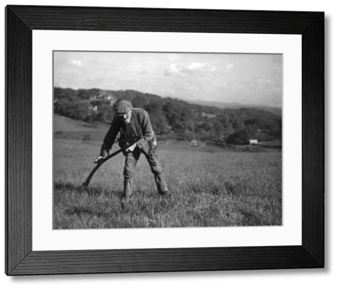 Framed Print : Scything Hay / Wales Framed Print : Scything Hay / Wales