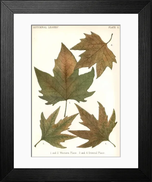 Framed Print : Autumnal Plane Leaves Framed Print : Autumnal Plane Leaves